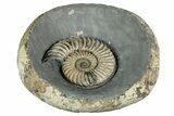 Jurassic Ammonite (Caenisites) Fossil - Dorset, England #240742-2